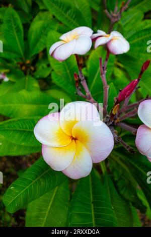 Plumeria Blumen verschiedener Sorten in einem kalifornischen Garten. Tropische Blumen. Stockfoto