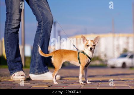 Porträt eines Chihuahua, eines süßen kleinen Hundes, der mit seinem Besitzer in der Stadt spaziert, mit Hochhäusern und einem blauen Himmel im Hintergrund. Stockfoto