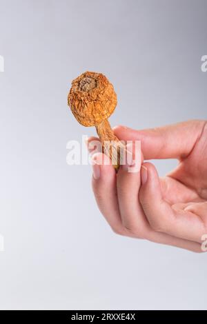 Getrocknete agaricus Blazei in einer Schüssel Stockfoto