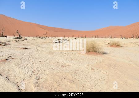 deadvlei Landschaft im namib Naukflut Nationalpark Stockfoto