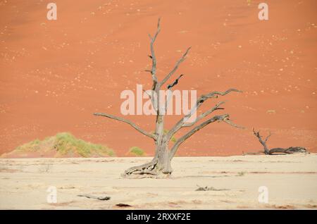 deadvlei Landschaft im namib Naukflut Nationalpark Stockfoto