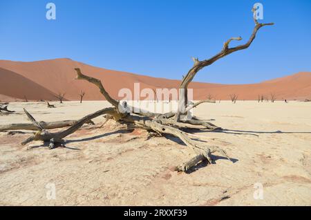 deadvlei Landschaft im namib Naukflut Nationalpark Stockfoto