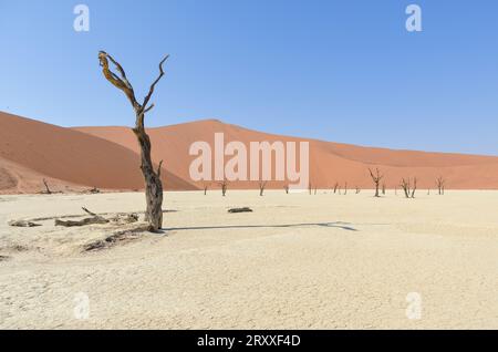 deadvlei Landschaft im namib Naukflut Nationalpark Stockfoto