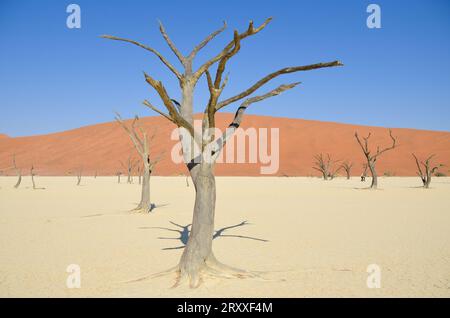 deadvlei Landschaft im namib Naukflut Nationalpark Stockfoto