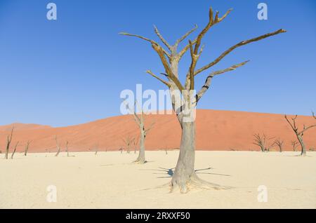 deadvlei Landschaft im namib Naukflut Nationalpark Stockfoto