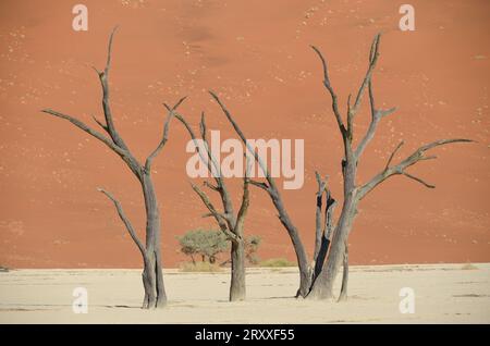 deadvlei Landschaft im namib Naukflut Nationalpark Stockfoto