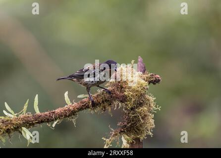 Tangener (Tangara rufigula) auf einem Ast in Ecuador Stockfoto