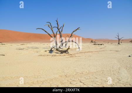 deadvlei Landschaft im namib Naukflut Nationalpark Stockfoto