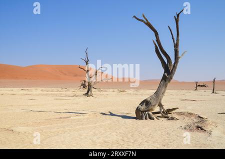 deadvlei Landschaft im namib Naukflut Nationalpark Stockfoto