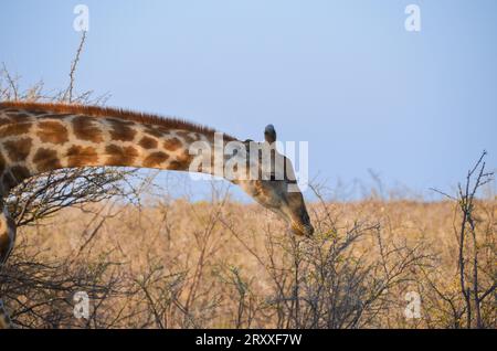 Giraffen essen in namibia Stockfoto