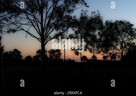 Sonnenuntergang über den Bäumen Stockfoto