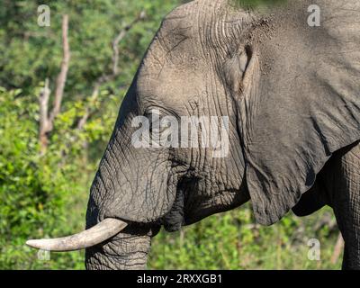 Nahaufnahme eines Elefanten in Südafrika Stockfoto