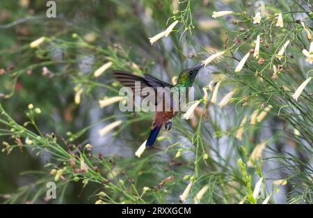 Kupferfarbene Kolibris, Amazilia-Tabak, Bestäubungsblüten, umgeben von üppigem Laub Stockfoto