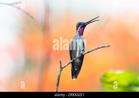 Langschnabel Starthroat Kolibri, Heliomaster longirostris, zwitschernd auf einem Ast mit einem schönen orangefarbenen Hintergrund Stockfoto