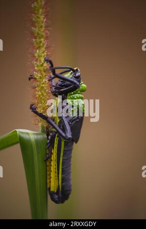 Toxische Milkweed Grasshopper Phymateus morbillosus Nymphe 13926 Stockfoto