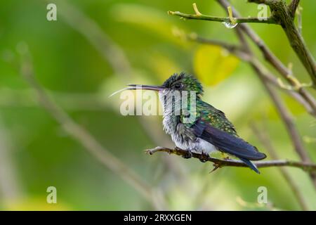 Blauchäugiger Saphir-Kolibri, Chlorestes notata, sitzt in einem Zitrusbaum und steckt ihre Zunge heraus Stockfoto