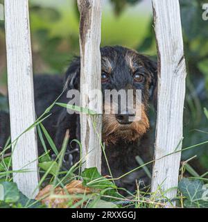 Miniatur-Dachshund mit Drahtbehaarung und Blick durch den Zaun Stockfoto