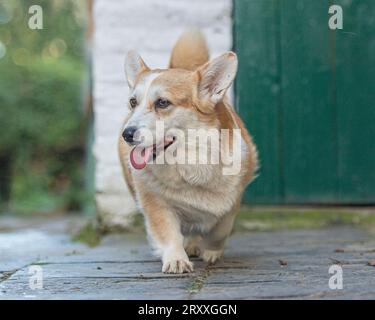 Pembroke Corgi läuft auf die Kamera zu Stockfoto