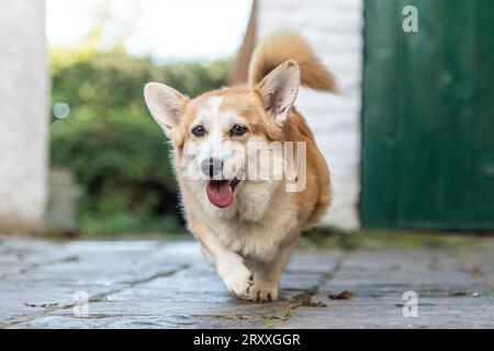 Pembroke Corgi läuft auf die Kamera zu Stockfoto