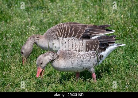 Graugans, Graulaggans (Anser Anser) steht in der Grünen Wiese Stockfoto