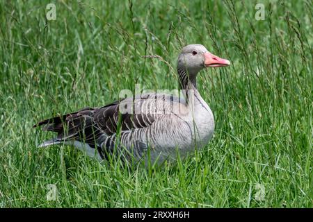 Graugans, Graulaggans (Anser Anser) steht in der Grünen Wiese Stockfoto