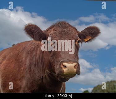 Rote Sussex-Kuh Stockfoto