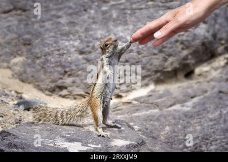 Berbergrundhornhörnchen (Atlantoxerus getulus) stehend stehend weiblich, eine menschliche Hand berührend Stockfoto