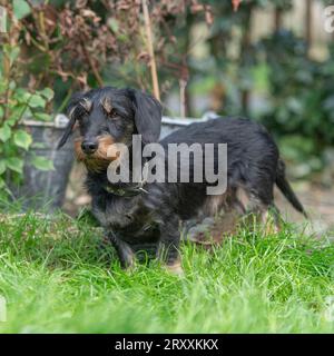 Miniatur-Drahtbehaarter Dachshund-teckel-Hund Stockfoto