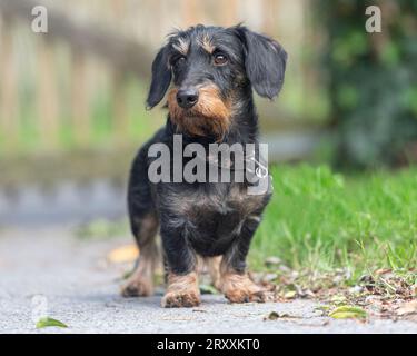 Miniatur-Drahtbehaarter Dachshund-teckel-Hund Stockfoto