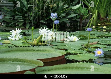 Verschiedene Arten von Seerosen blühen im Gewächshaus des botanischen Gartens Stockfoto