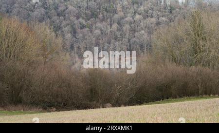 Blick über South Shropshire in Richtung Ludlow von View Edge, Onibury, Shropshire, Großbritannien Stockfoto