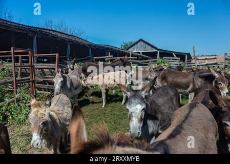 Eselsfarm auf dem beliebten Naturreservoir Zasavica, in der Nähe von Sremska Mitrovica, Serbien Stockfoto
