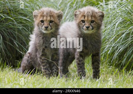 Gepard (Acinonyx jubatus), Jungtiere Stockfoto