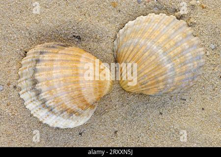 Muscheln der europäischen Schnabelschnalle (Cerastoderma edule) (Cardium edule) Stockfoto