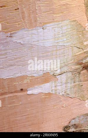 Papierbirke (Betula papyrifera), Rindendetail Stockfoto