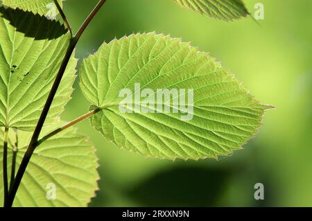 Taubenbaum (Davidia involucrata), Blätter im Frühjahr, Nordrhein-Westfalen, Tupelaceae, Nyssaceae, Deutschland Stockfoto