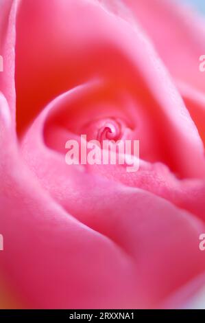 Rosenblüte (Rosa) Stockfoto