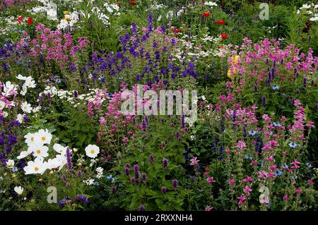 Blumenbeet (Cosmos bipinnatus) mit Cosmea, Anishysop (Agastache foeniculum), Schwarzkümmel und gemaltem Salbei (Salvia horminum) (Nigella Stockfoto