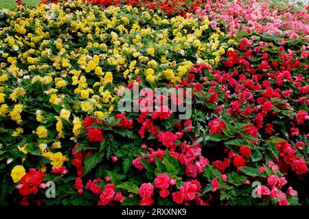 Begonie (Begonia Tuberhybrida Hybride) Stockfoto