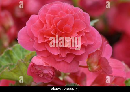 Begonia, blühend (Begonia tuberhybrida hybride) Stockfoto