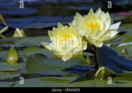Seerose (Nymphaea) 'Joey Tomocik Stockfoto