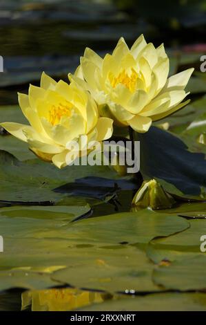 Seerose (Nymphaea) 'Joey Tomocik Stockfoto