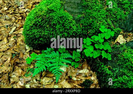 Baumstamm mit Moos-Shamrocks und Farnblättern bewachsen Stockfoto