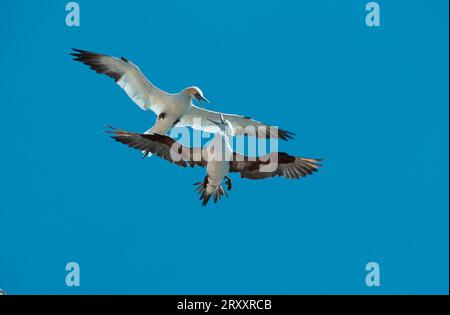 Nordgannet (Sula bassana) Helgoland, Schleswig-Holstein, freistehend, Deutschland Stockfoto