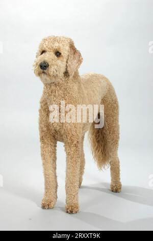 Standardpudel, Aprikose, geschoren Stockfoto