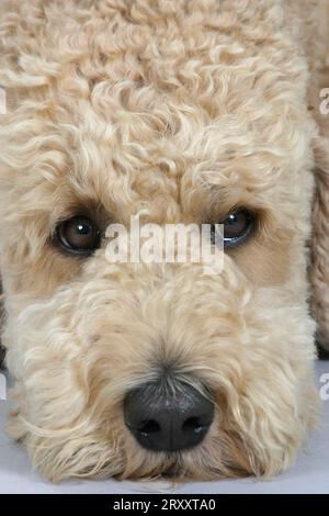 Standardpudel, Aprikose, geschoren Stockfoto