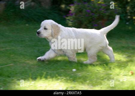 Golden Retriever, Welpen, 7 Wochen Stockfoto