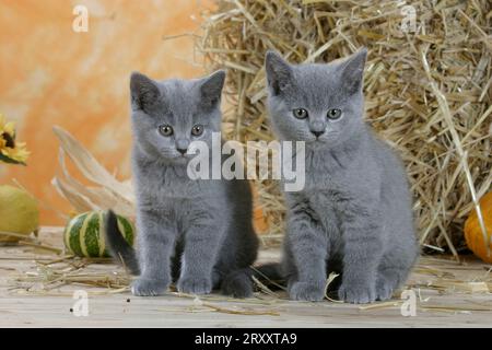 Britische Kurzhaarkatzen, Kätzchen, blau, BKH, britisches Kurzhaar, Kartäuserkatze, Kartäuserkatze Stockfoto