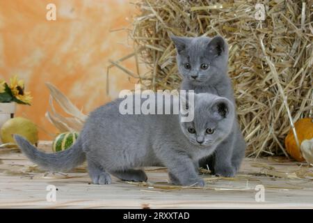 Britische Kurzhaarkatzen, Kätzchen, blau, BKH, britisches Kurzhaar, Kartäuserkatze, Kartäuserkatze Stockfoto