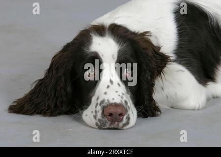 English Springer Spaniel, Welpe, 6 Monate Stockfoto